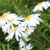 Leucanthemum superbum - Abriachan Nurseries